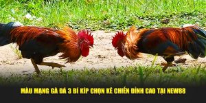 Màu mạng gà đá